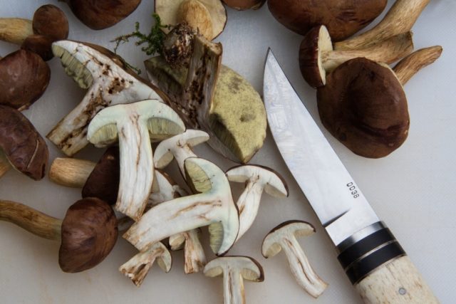 How to process porcini mushrooms before cooking