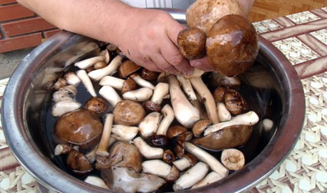 How to process porcini mushrooms before cooking