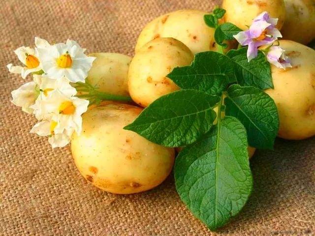 How to process potatoes before planting