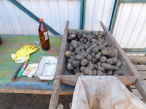 How to process potatoes before planting