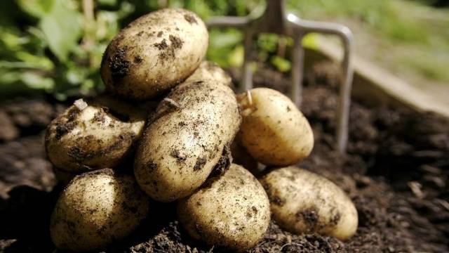 How to process potatoes before planting