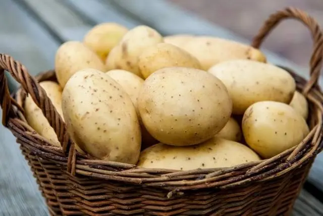 How to process potatoes before planting