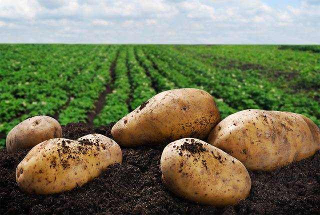 How to process potatoes before planting