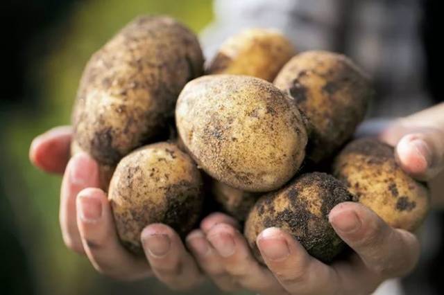 How to process potatoes before planting