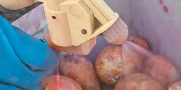 How to process potatoes before planting