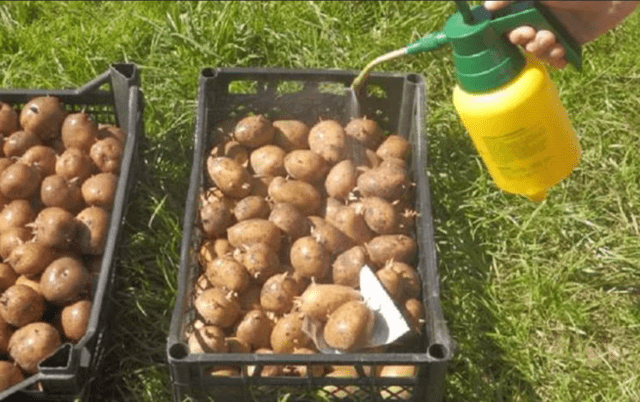 How to process potatoes before planting Fitosporin