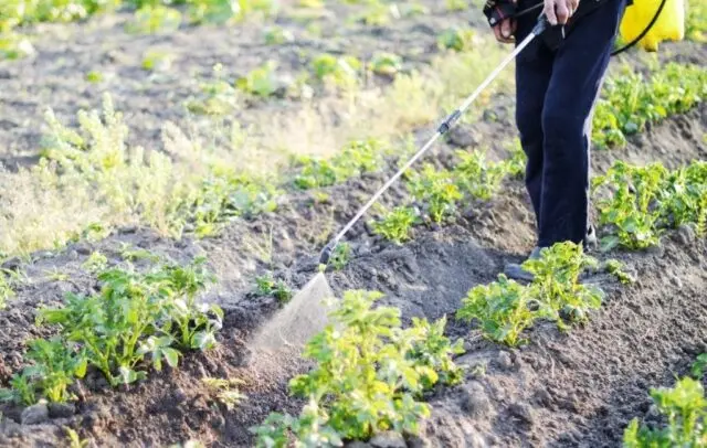 How to process potatoes before planting Fitosporin