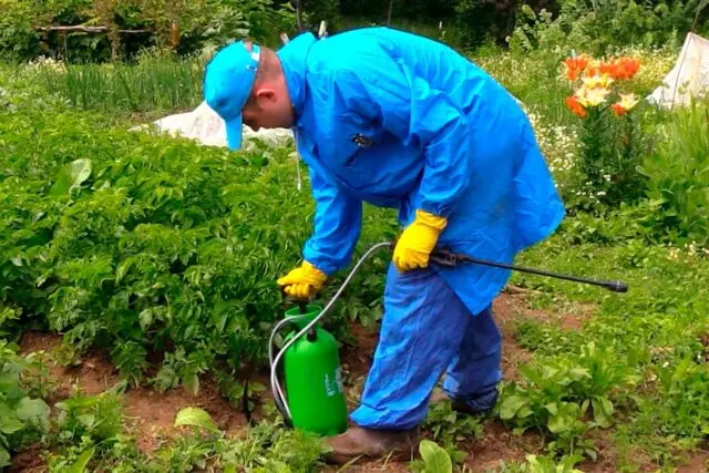 How to process potatoes before planting Fitosporin