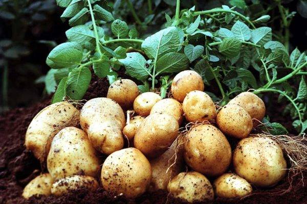 How to process potatoes before planting with copper sulfate 