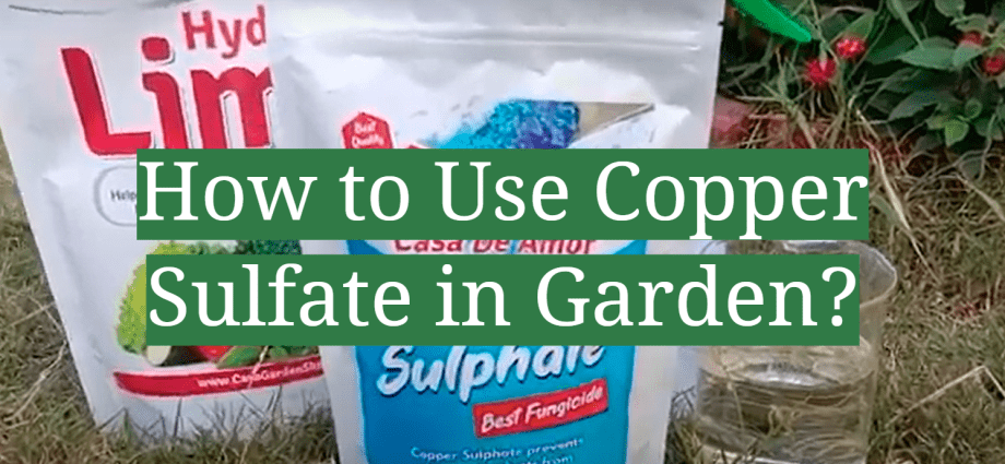 How to process potatoes before planting with copper sulfate 