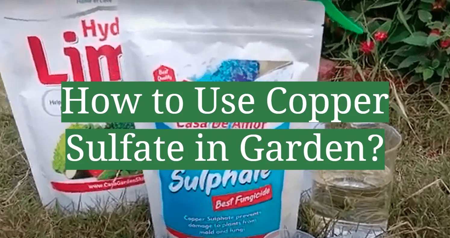 How to process potatoes before planting with copper sulfate 