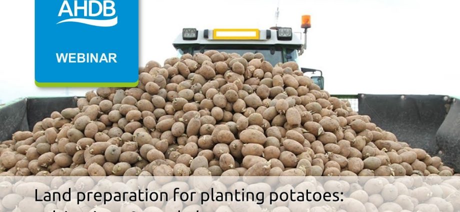 How to process potatoes before planting with prestige + video