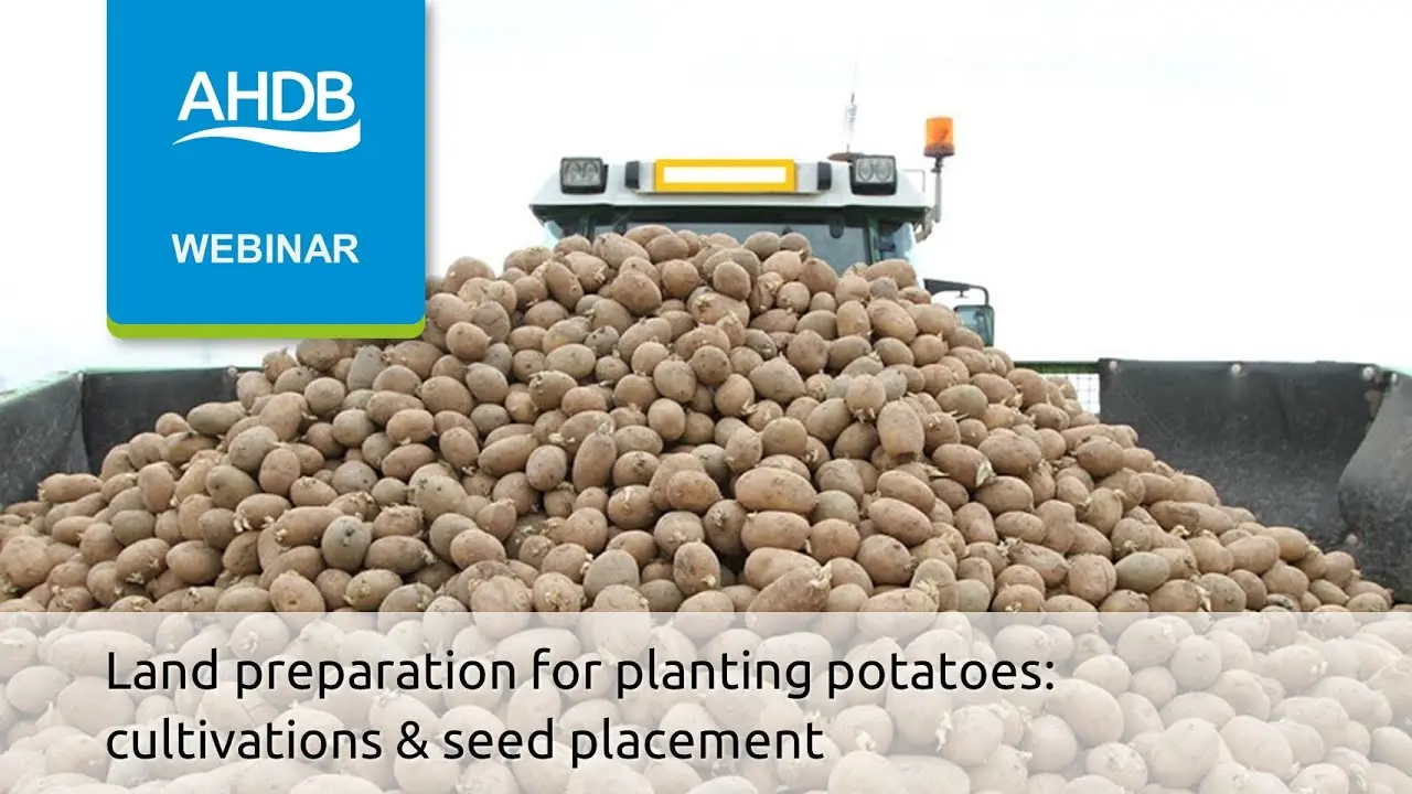 How to process potatoes before planting with prestige + video