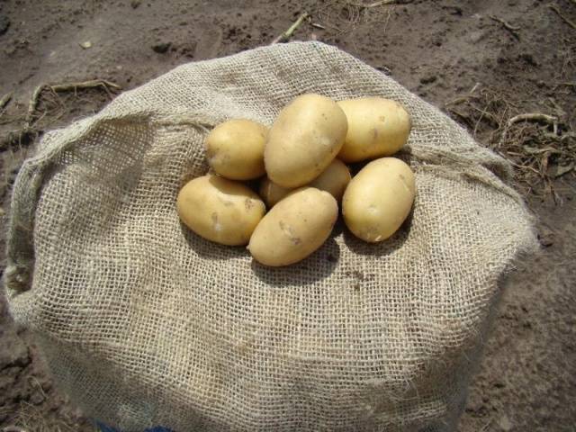 How to process potatoes for storage 