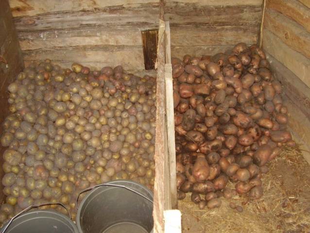 How to process potatoes for storage 