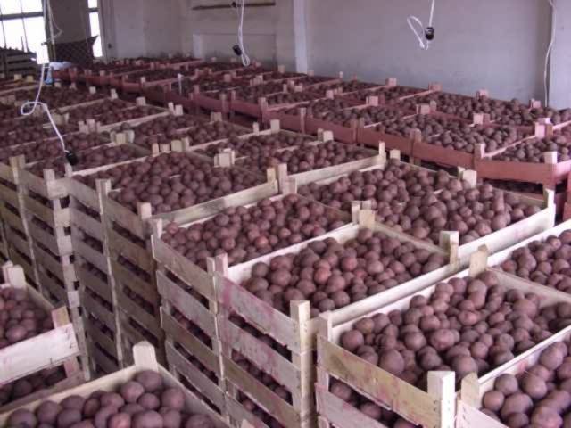 How to process potatoes for storage 