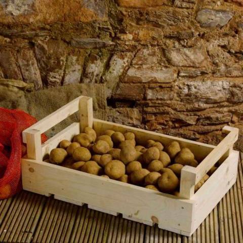 How to process potatoes for storage 