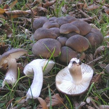 How to process row mushrooms after harvest