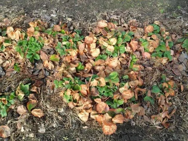 How to process strawberries after pruning 