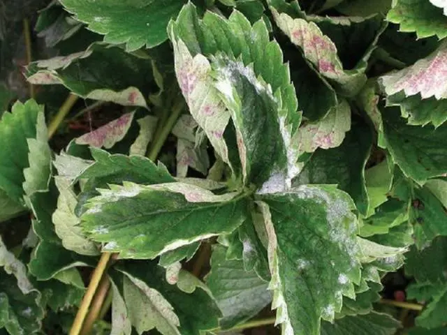 How to process strawberries after pruning 