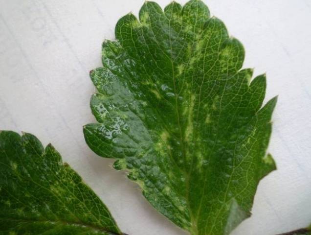 How to process strawberries after pruning 