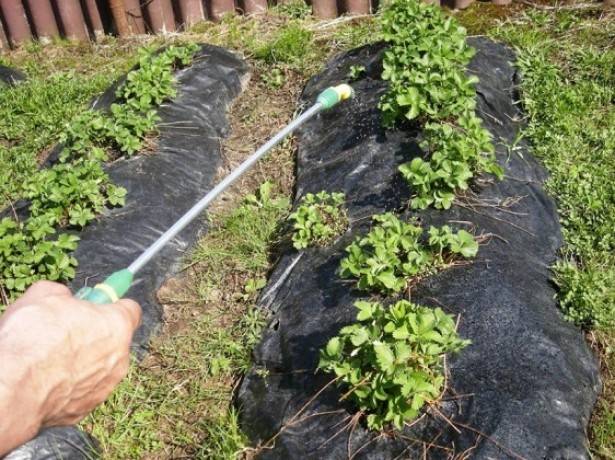 How to process strawberries after pruning 