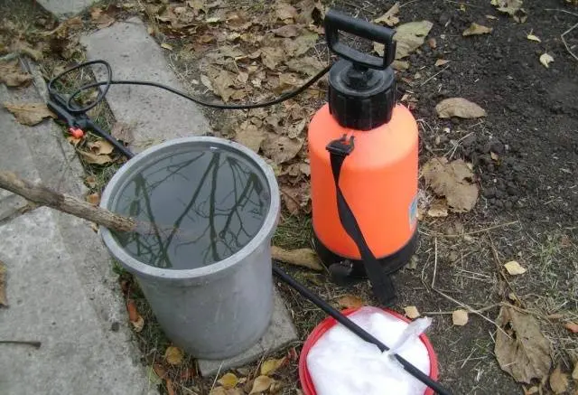 How to process strawberries after pruning 