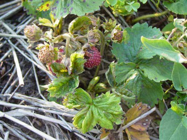 How to process strawberries after pruning 