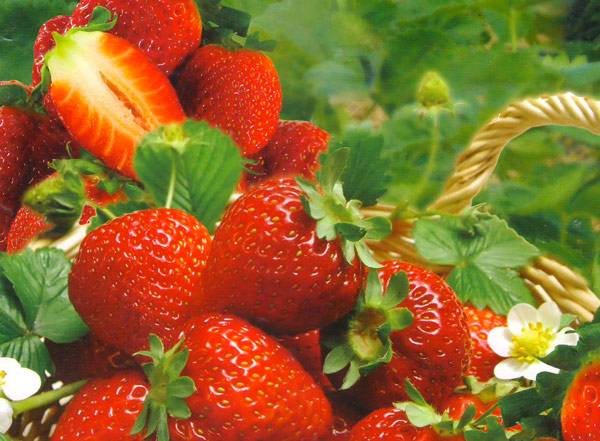 How to process strawberries after pruning 