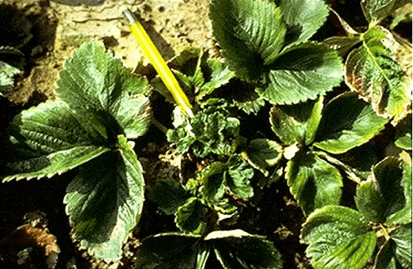 How to process strawberries after pruning 