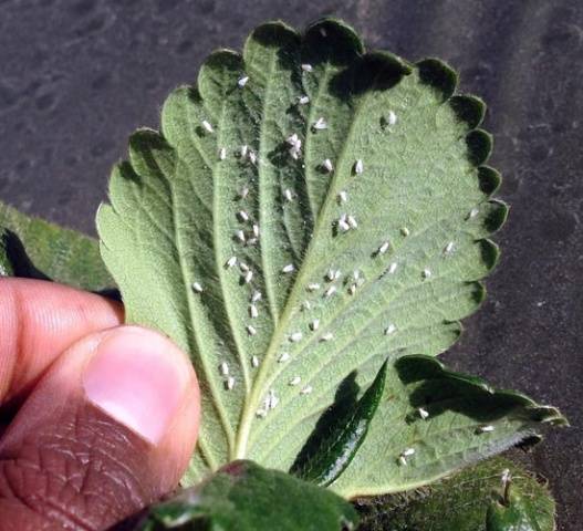 How to process strawberries after pruning 