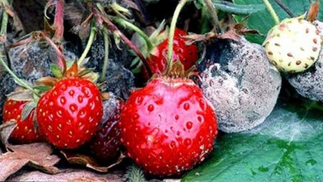 How to process strawberries after pruning 