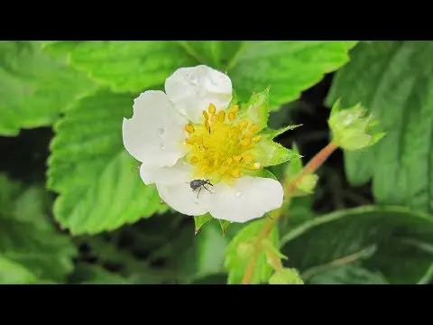 How to process strawberries from weevil: spring, summer, autumn