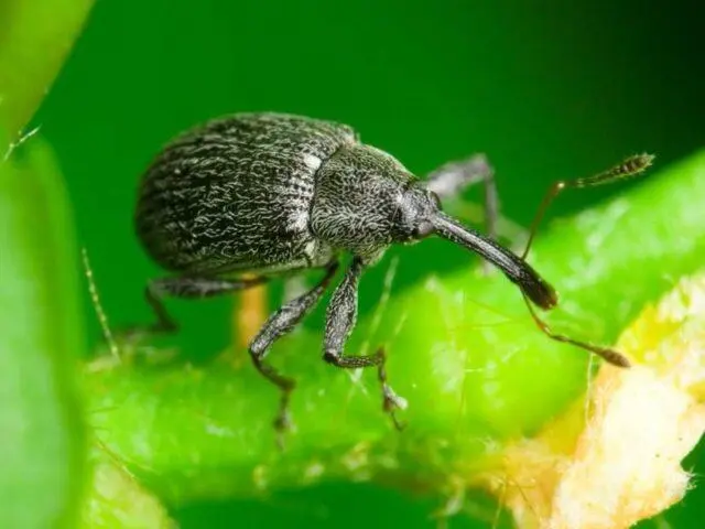 How to process strawberries from weevil: spring, summer, autumn