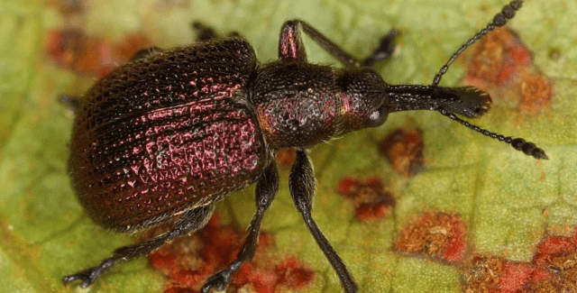 How to process strawberries from weevil: spring, summer, autumn