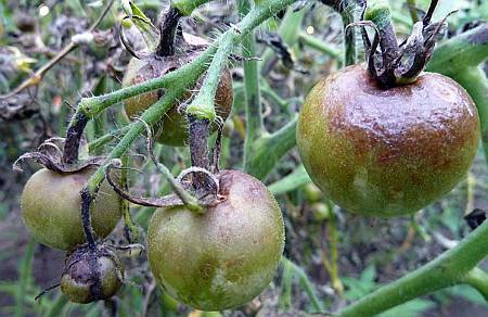 How to process tomatoes from phytophthora in a greenhouse