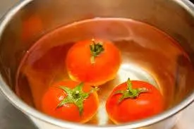 How to process tomatoes from phytophthora in a greenhouse