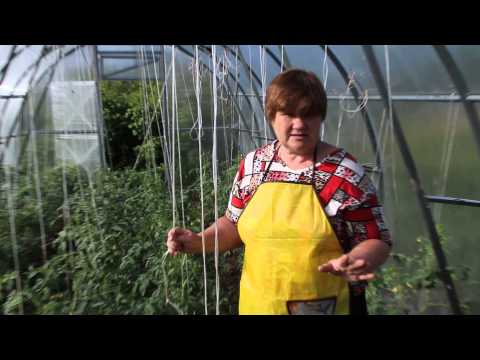 How to process tomatoes from phytophthora in a greenhouse