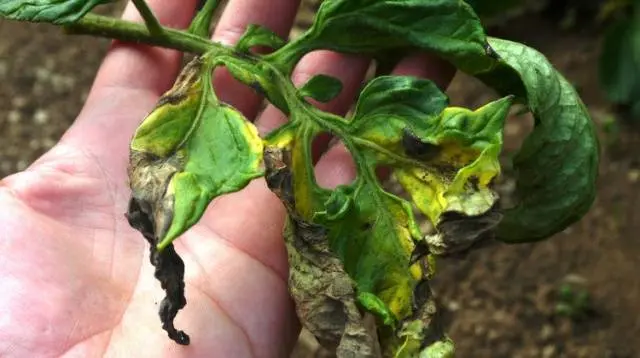 How to process tomatoes from phytophthora in a greenhouse