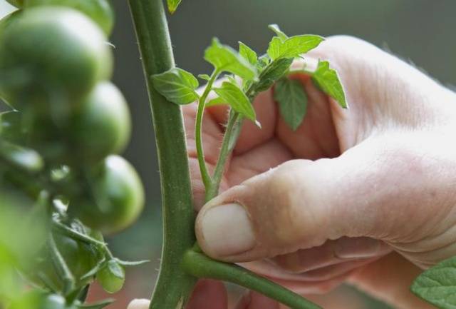 How to process tomatoes from phytophthora in a greenhouse