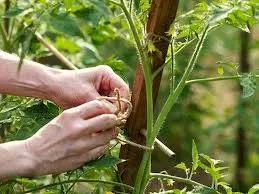 How to process tomatoes from phytophthora in a greenhouse