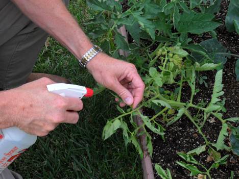 How to process tomatoes from phytophthora in a greenhouse