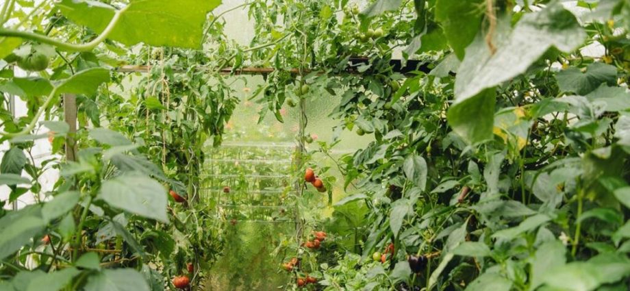 How to process tomatoes from phytophthora in a greenhouse