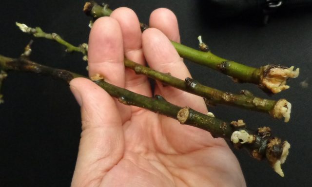 How to propagate a pear from a branch