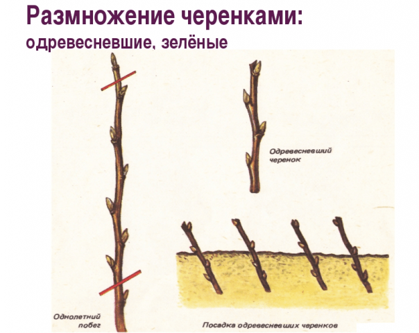 How to propagate a pear from a branch