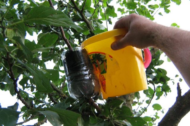 How to propagate a pear from a branch