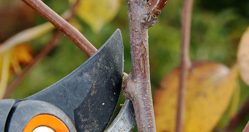 How to propagate a pear from a branch