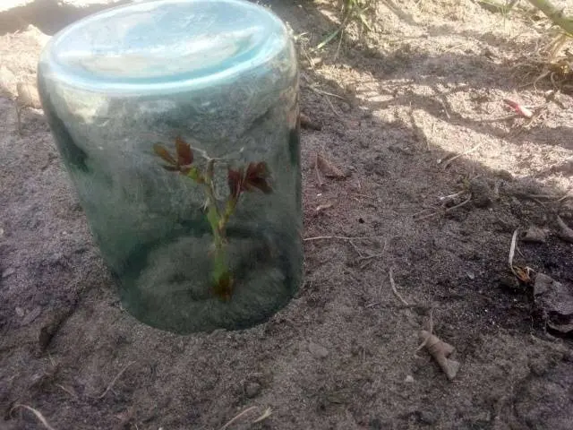 How to propagate a rose in autumn with a cutting