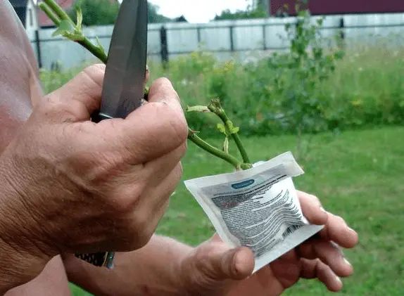 How to propagate a rose in autumn with a cutting