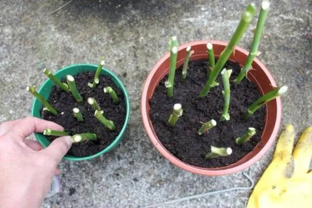 How to propagate a rose in autumn with a cutting